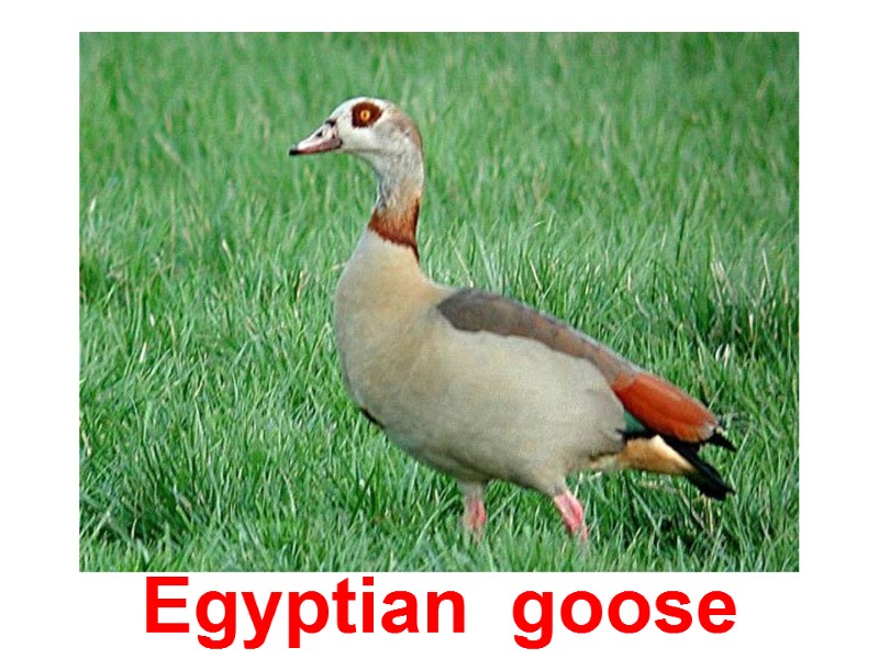 Egyptian  goose